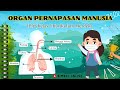 Fungsi dan Proses Sistem Pernapasan