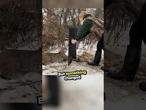 Girls Saved bobcat #shorts #viral#trending #ytshorts #shortsviral #100kview