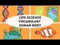 Digestive System Functions and Processes