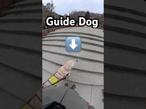 4 Obstacles in One Minute! #guidedog #guidedogs #dog #dogs