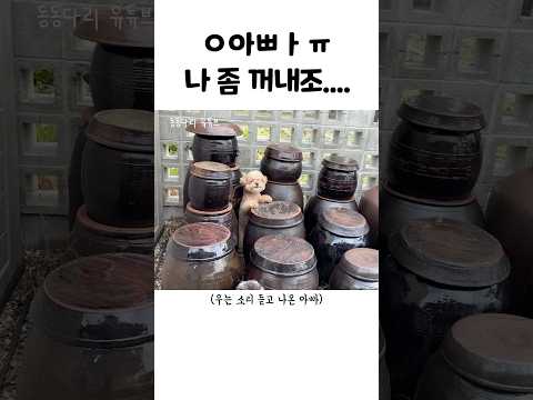 뚱뚱해서 장독대에 낀 강아지ㅋㅋㅋㅋㅋㅋㅋ