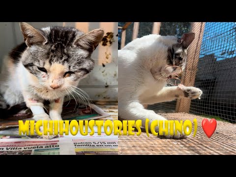 MICHIHOUSTORIES (chinito)