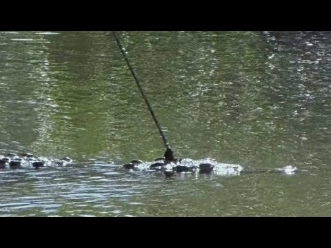 YouTube video thumbnail: Officials Search for Crocodile With Spear in Head in Florida Keys