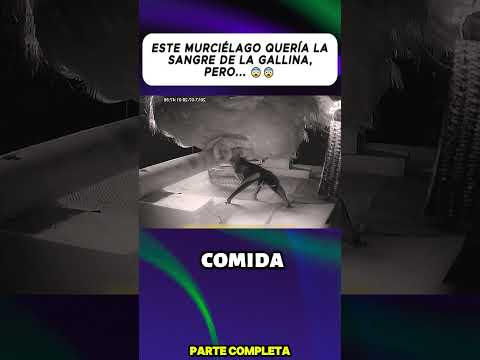 ESTE MURCIÉLAGO QUERÍA LA SANGRE DE LA GALLINA, PERO... 😨😨