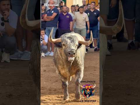 🔝UNA PINTURA DE TORO‼️ PARTIDO DE RESINA EN ALMAZORA