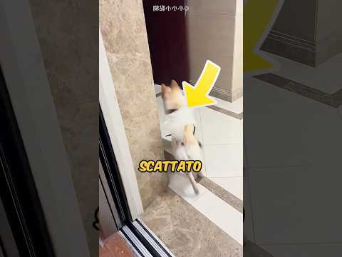 HA AIUTATO IL POVERO CAGNOLINO A RITROVARE CASA SUA🥹 #virale #animali