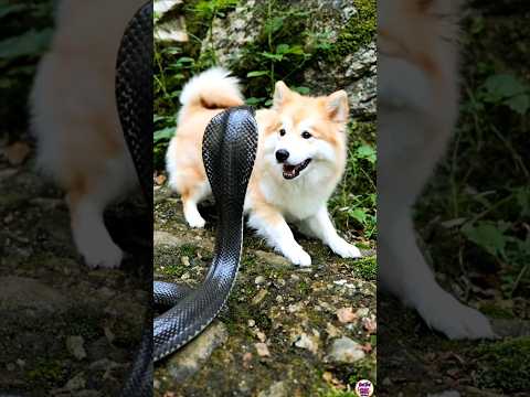 The puppy is not afraid of the venomous snake at all.