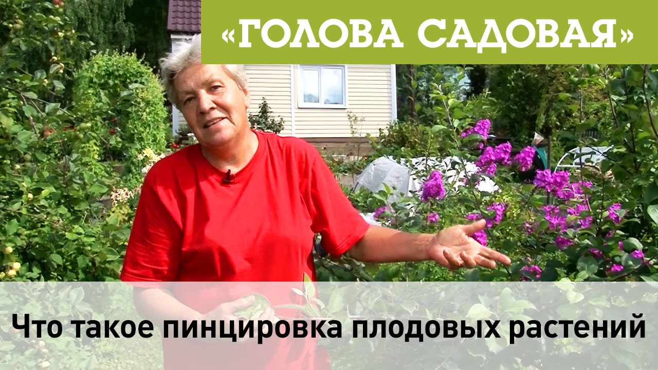 Что такое пинцировка плодовых растений