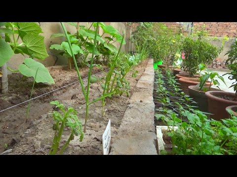 Rooftop Garden Overview | 6 November 2024