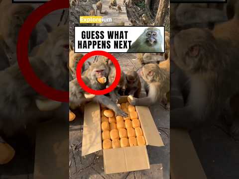 Gave bread to Monkeys and what happened next was incredible 🐾😲 #shorts #trending #fy #happy