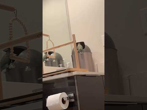 The best way to keep her occupied lmao #tiktok #birds #funnyanimals #funnypets #pets #tiktokers #lol