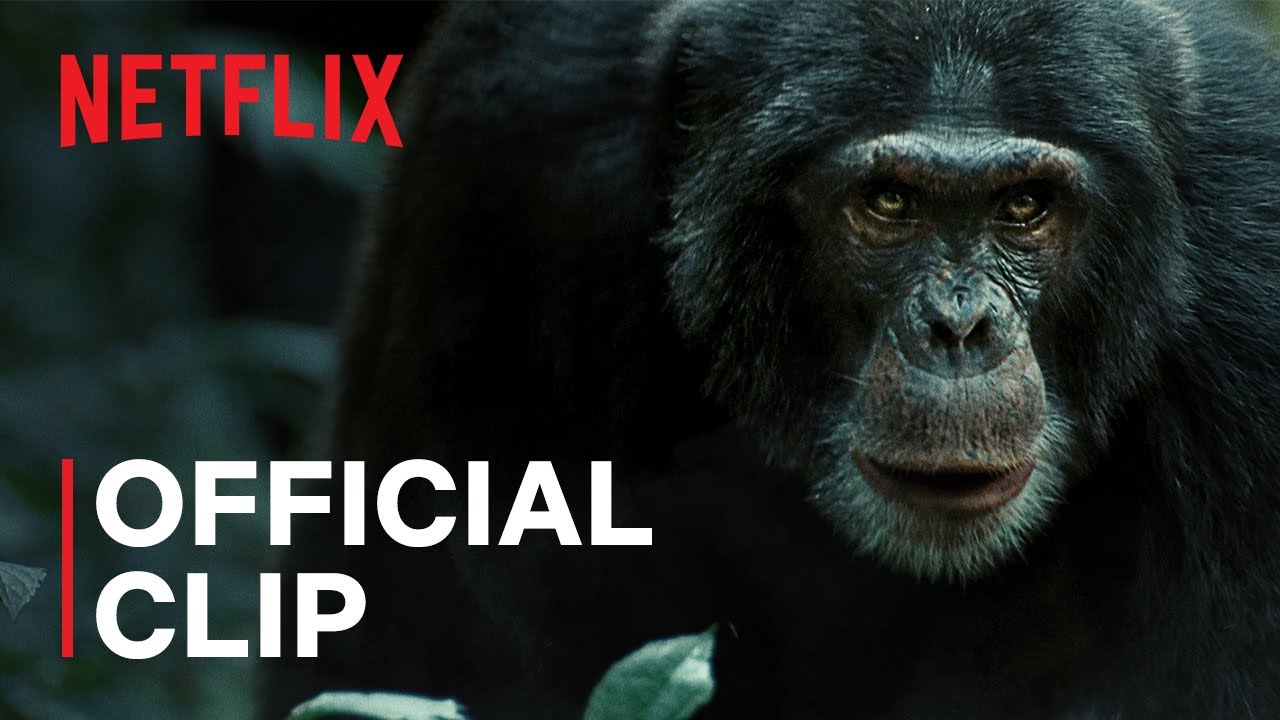 Im Reich der Schimpansen Vorschaubild des Trailers
