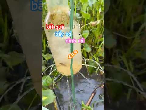 kết quả của cái bẩy cá được làm lại miệng hom #fish #fishing #pet #animals #baopet #shorts
