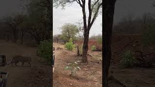 amazing sighting of a subadult male leopard 😍🐆🐾in kuno#chaava #tiger #tigerspotted#wildlife #leopard