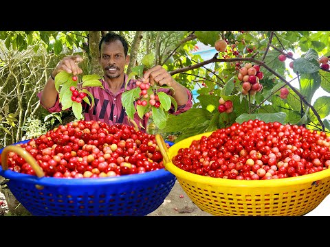 100 KG Loobikka Pickle 100 കിലോ ലൂബിക്ക പറിച്ചു അച്ചാറിട്ടപ്പോൾ | Home made pickle