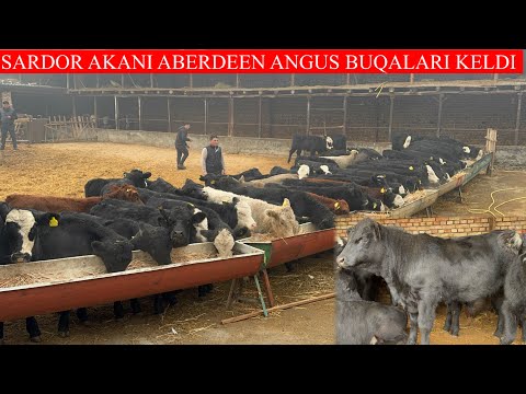 SARDOR AKANI ABERDEEN ANGUS BUQALARI KELDI NARXLARNI YODIRVORDI