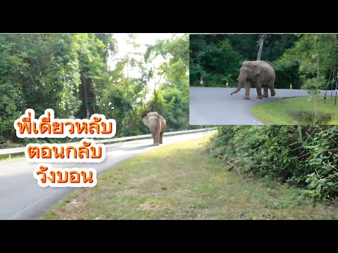 กลับวังบอน (ย้อนส่งพี่เดี่ยวหลับ)