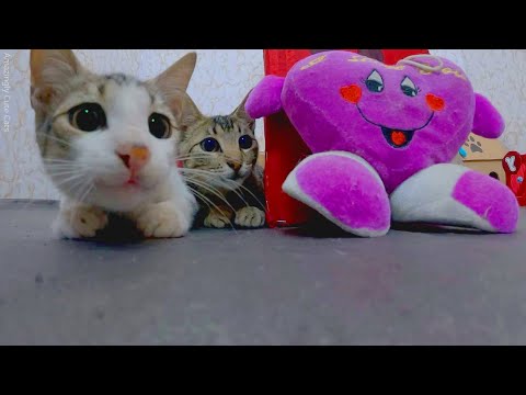 These Kittens Will Make You Laugh Out Loud! 😆