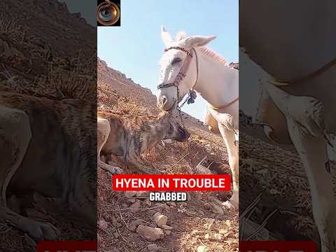 The attack cost Haniya dearly #donkey #shorts #hyena