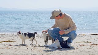 I went to every cat island in Japan
