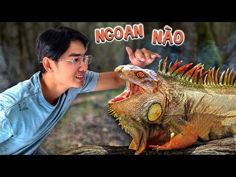 Quang BM | Đón Thêm Mấy Bạn Rồng Về Nhà🦎 | Buy A Whole Herd Of Iguanas