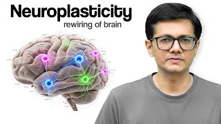 Neuroplasticity - the rewiring of brain