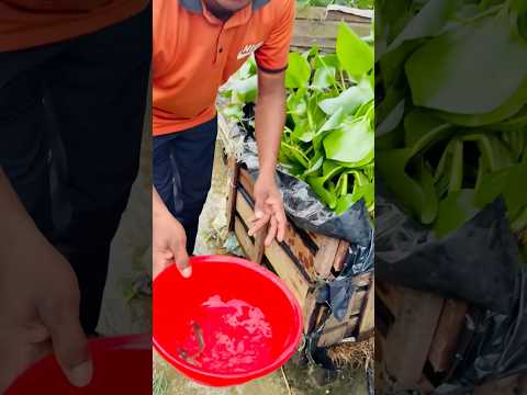 তিন ত’লা ছা’দের উপ’রে শিং মাছের চাষ  #agriculture #reels