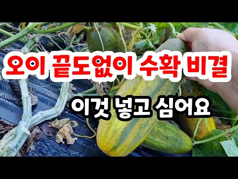 오이 끝도없이 주렁주렁 열리게 하는 이것 넣고 심어보세요#오이모종심기#오이심는방법#오이구덩이만들기#오이재배하는법#오이심는시기#오이병충해방제#오이지지대만들기#텃밭#친환경#무농약