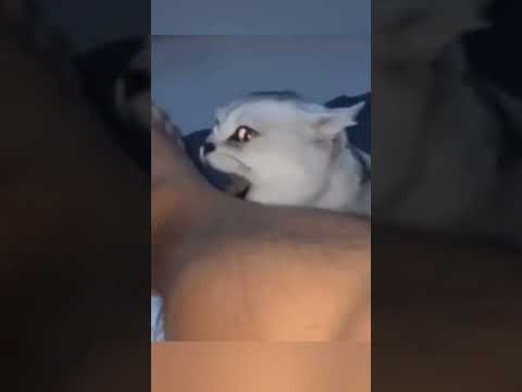 Сон с котом не реален #смешно #юмор #кошки #cat #animals #кот #смешныекошки