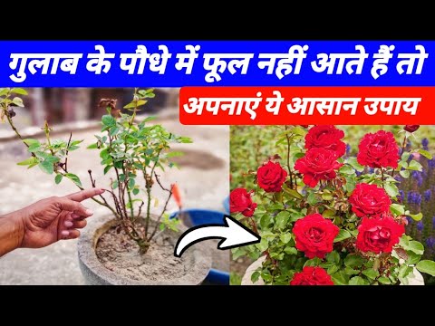 गुलाब के पौधे में फूल नहीं आते हैं तो अपनाएं ये उपाय | Gulab me jyada phool kaise paye | Rose care