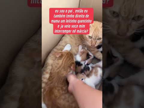 gato quer ficar mamando com os filhotes 🤣#notícias