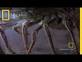 Lobster Larvae Survival Mechanisms