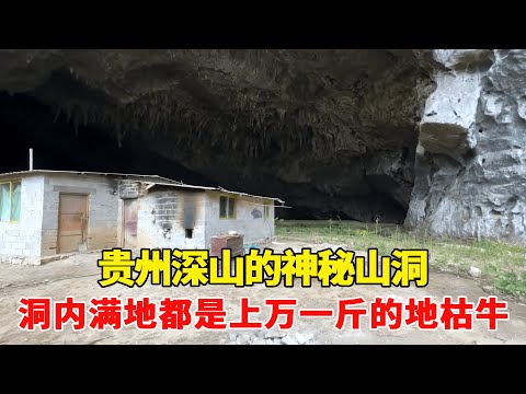 探访贵州深山的神秘山洞，洞口居然依旧有人居住，洞内满地都是上万一斤的地枯牛！【乡村阿泰】