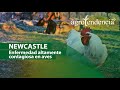 Newcastle Disease Control and Prevention