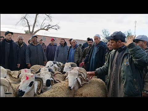 مباشره من سوق الأربعاء بني عامر باقليم قلعة السراغنة بتاريخ 2025/3/12مع أتمنة خروف وخروفة
