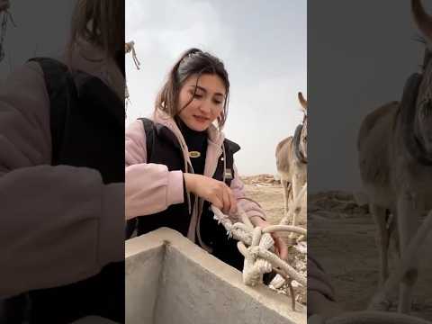 Village Life: Uyghur Girl’s Loyal Donkey Finds Its Way Back Home