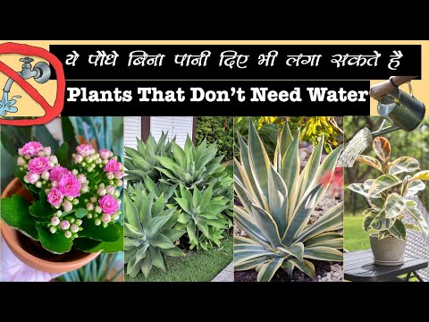 ये पौधे बिना पानी दिए भी लगा सकते है बहुत ही आसानी से, These Plants can Survive Without Water