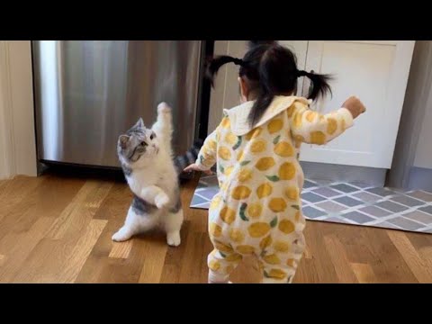 The Most dramatic cats moments ever! ๐๐คฃ Funny Cat Videos 2025