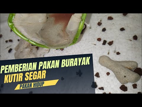 Pembesaran Burayak selang seling kutir dan pelet..semoga kutir selalu melimpah ..amin