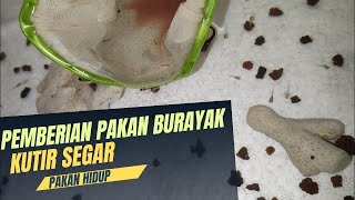 Pembesaran Burayak selang seling kutir dan pelet..semoga kutir selalu melimpah ..amin