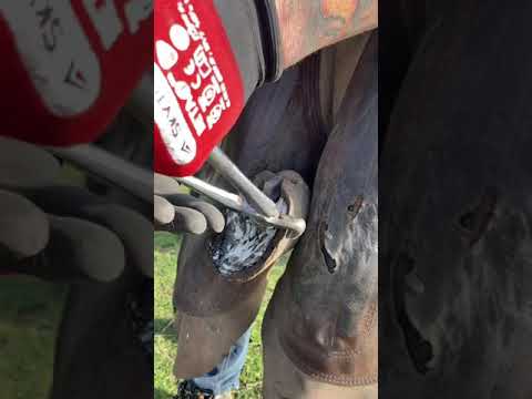 ODDLY SATISFYING HOOF TRIMMING #asmr #shorts #satisfying #oddlysatisfying