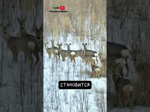 Косуля 🦌 Опасливая Прыгунья