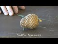 Identifying Pine Tree Characteristics