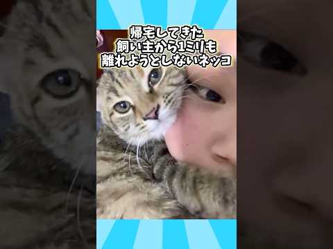 ㊗️200万再生突破‼️ネコさんの動画見て笑ったら寝ろwwwwwww