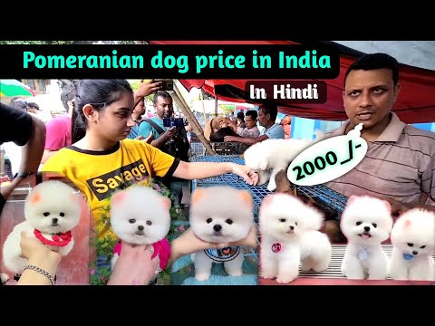 Pomeranian Dog price in india | Teacup dog price in India  |cute puppies | small Dog price in India