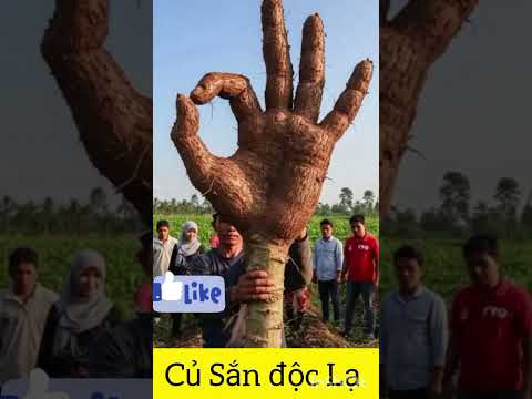 Củ Khoai Mì độc Lạ #Shorts