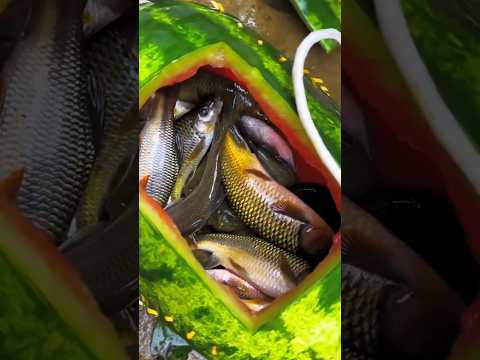 Wanita Ini Tangkap Ikan Pakai Semangka?! Hasilnya Bikin Heran