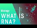 Understanding DNA and RNA