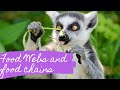 Food Chains and Webs Concepts