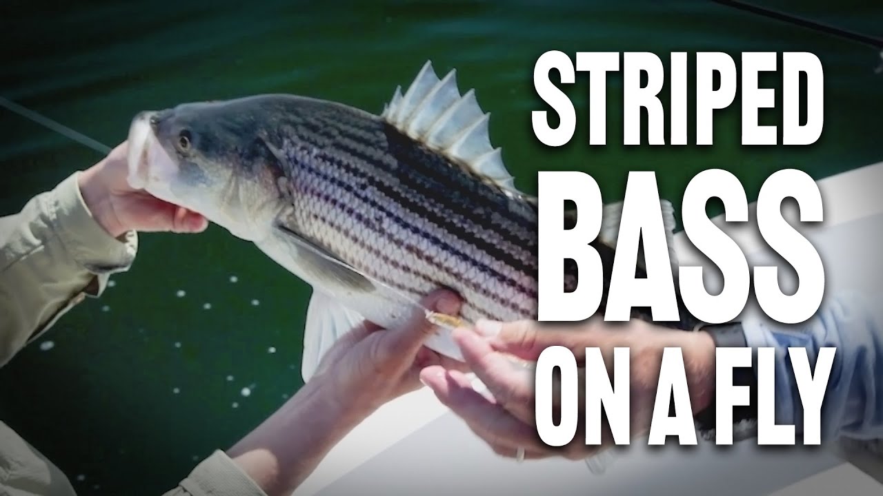 Striped Bass How To - The New Fly Fisher